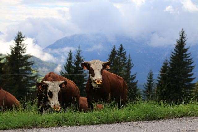 Roc des Alpes La Clusaz MTB